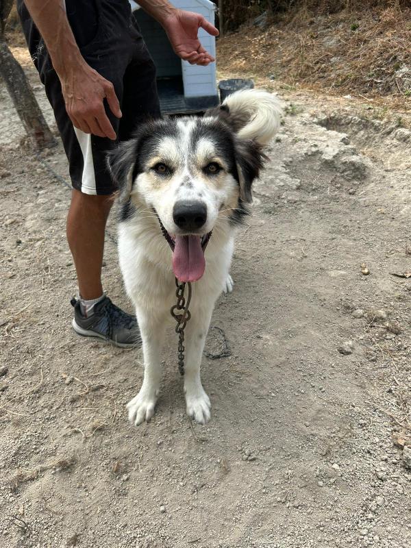 PABLO VIVO LEGATO A CATENA!!!! CONDIVIDI, OSPITAMI, ADOTTAMI!!! AIUTAMI!!! 🚨  Foto 6